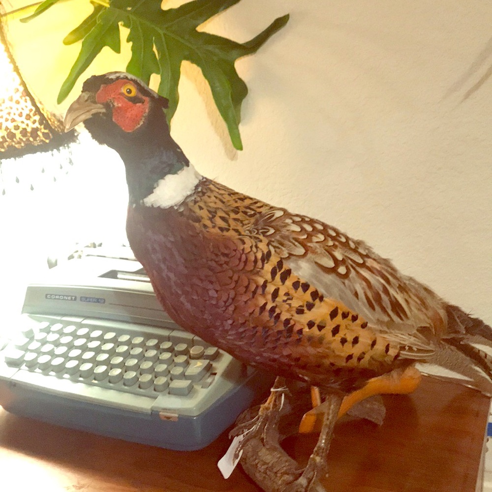 Stuffed and mounted pheasant